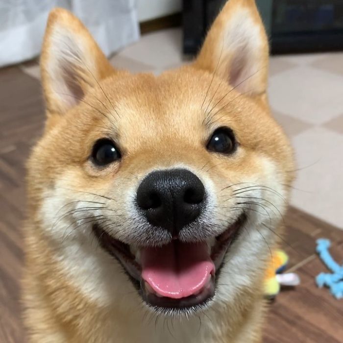 The Adorable Shiba Inu Smile — Animal Hearted Apparel
