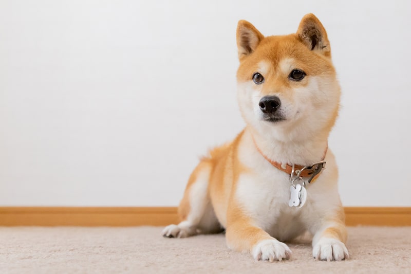 Japanese Shiba Inu | Breeds A to Z | The Kennel Club