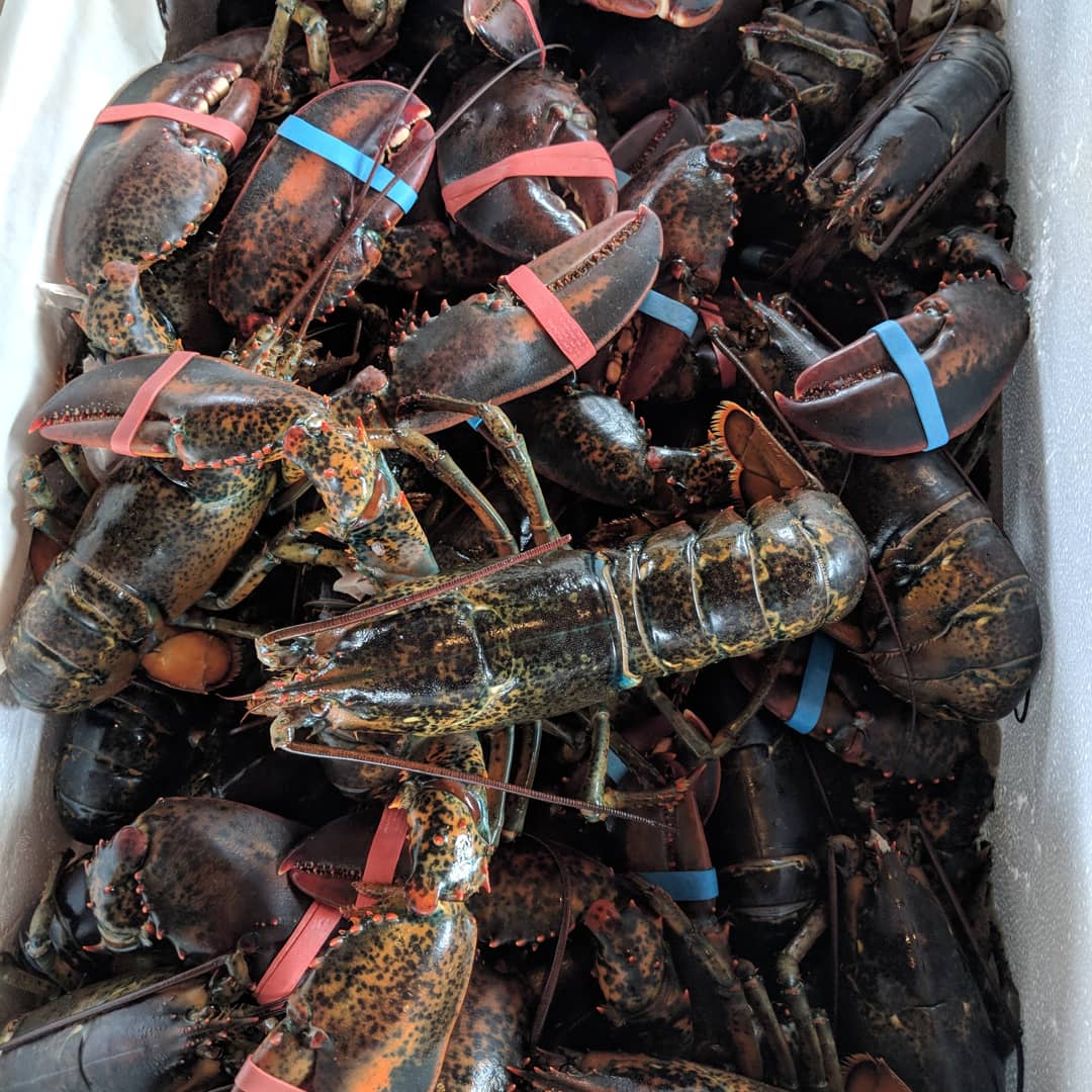 American Lobster | NOAA Fisheries