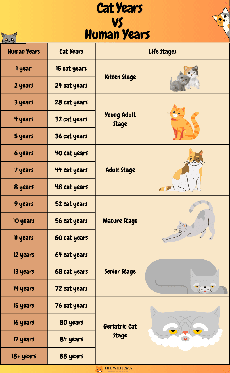 Cat Age Chart: Calculate Your Cats Age In Human Years | I and love and you