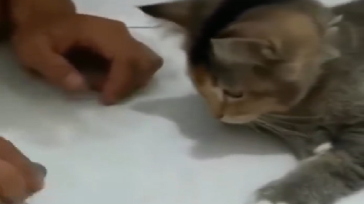 Watch how this cat picks up a coin trick in record time | Trending - Hindustan Times