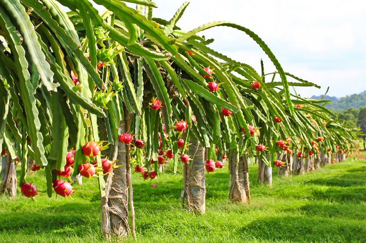 Dragon Fruit Plant for sale | Buy Dragon Fruit plant | Dragon Fruit bu — PlantsKingdom