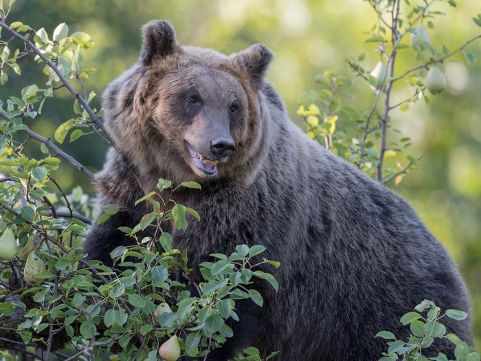 Black Bears - разработка мобильных игр в Тамбове