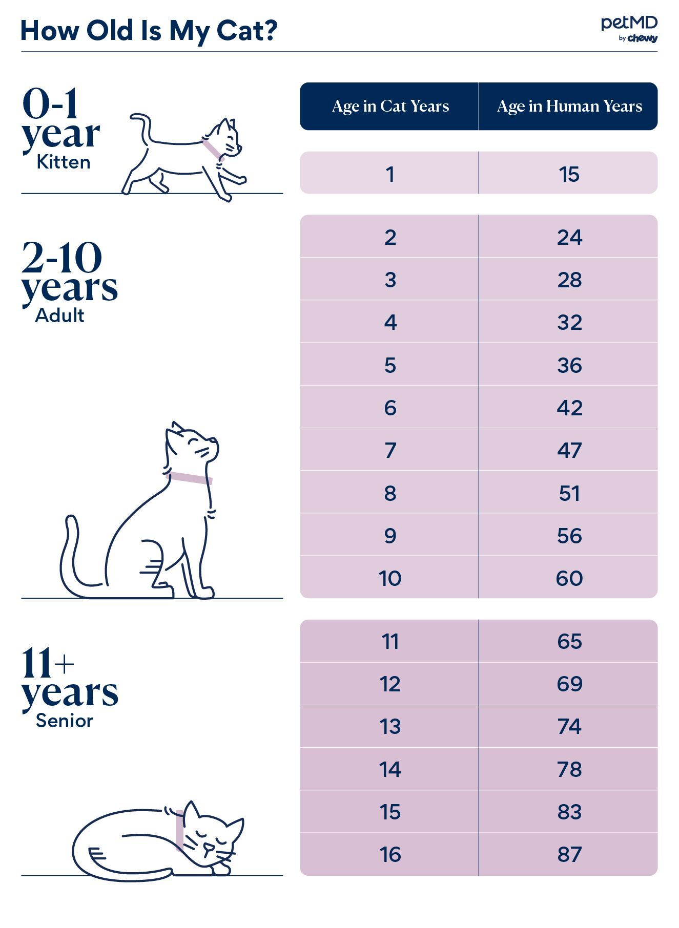 How to Tell Your Cat's Age in Human Years (With Chart) - Catster