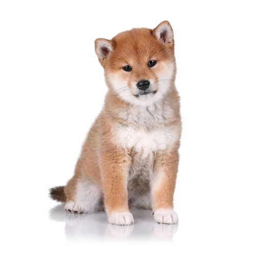 bitcoinhelp.fun | Japanese Shiba Inu Puppies for Sale from Japan: Worldwide Shipping