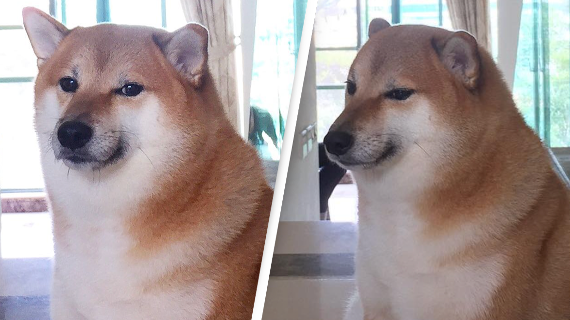 Balltze, Real Dog Behind the Iconic ‘Cheems’ Doge Meme, Dies at 12 After Cancer Battle