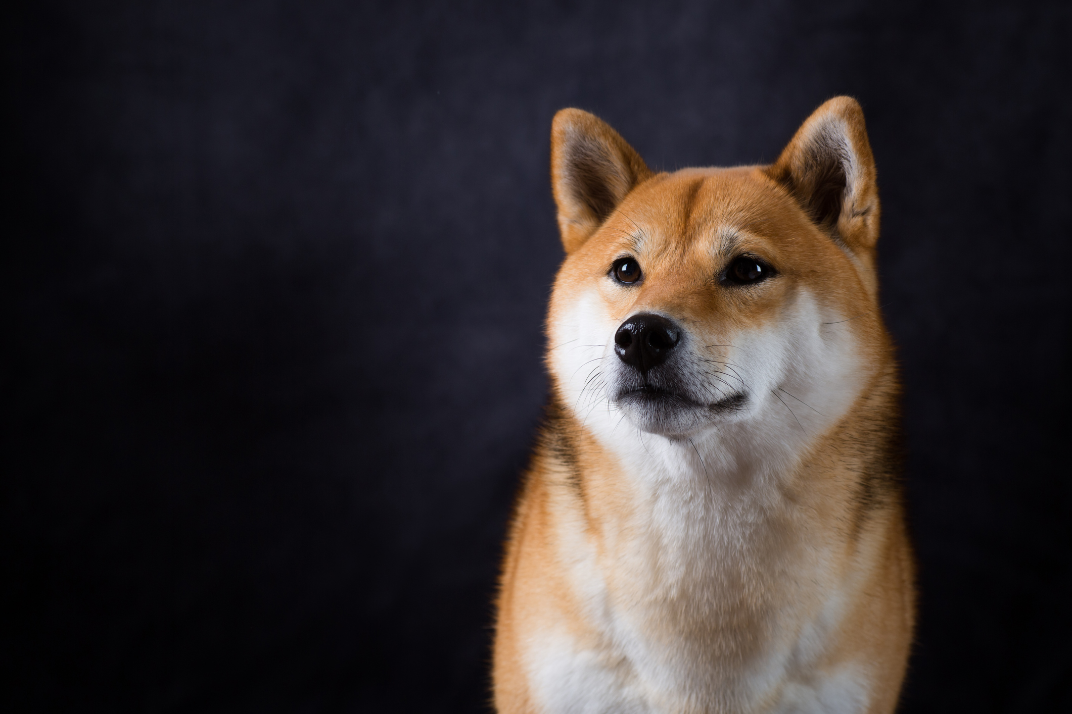 Shiba Inu Dog Breed Health and Care | PetMD
