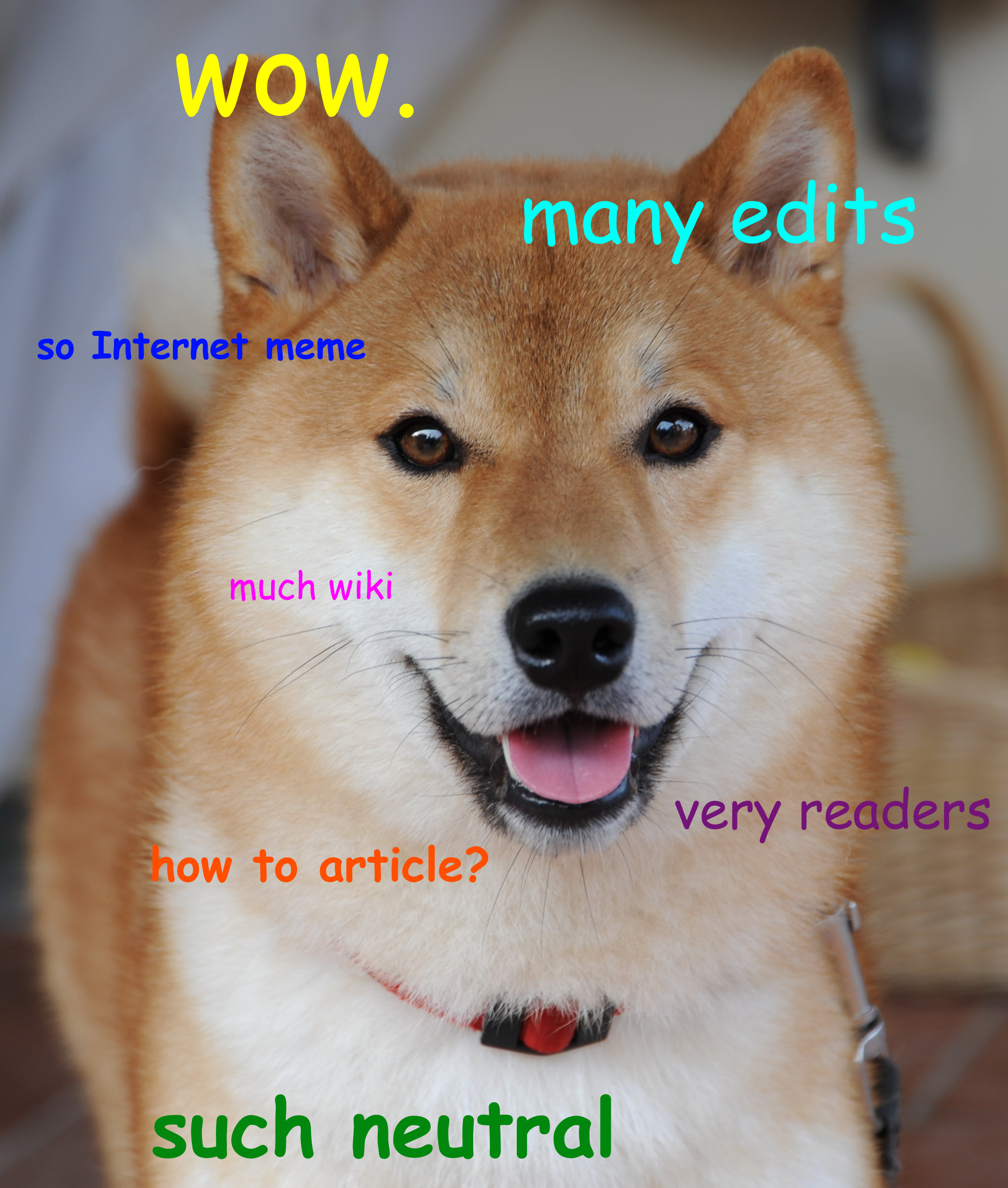 Meet the Real Dog Behind the Doge Meme | The BarkPost