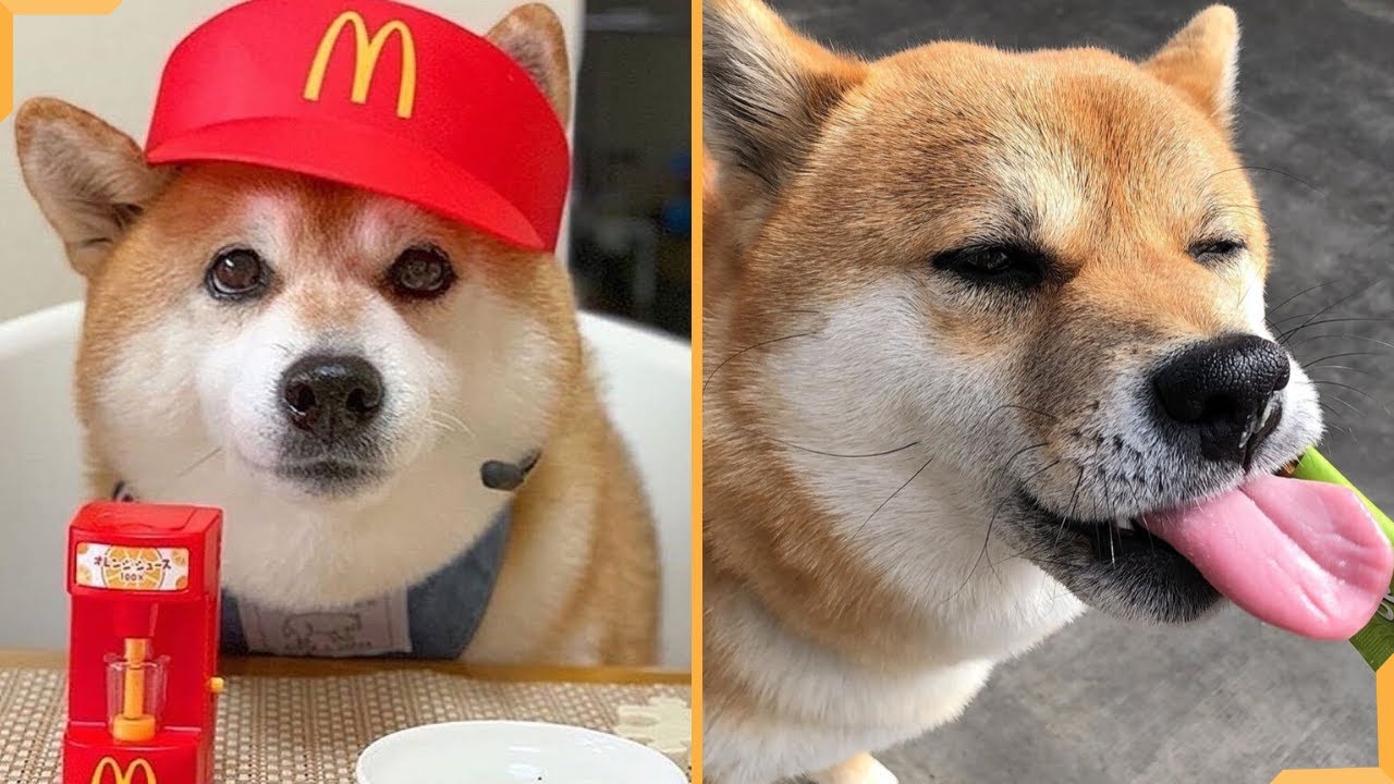 Hilarious Shiba Inu Compilation 🤣 Cute and Funny TikTok Dogs | Dogs, Dog lovers, Shiba inu