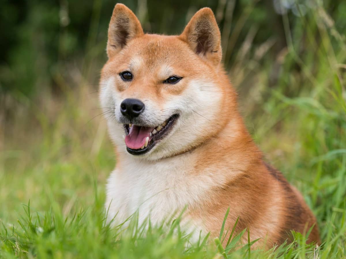 What Is Shiba Inu And How Does It Work? | Bankrate