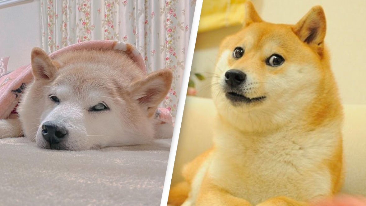 Shiba inu who inspired ‘doge’ meme is seriously ill with leukemia | CNN Business