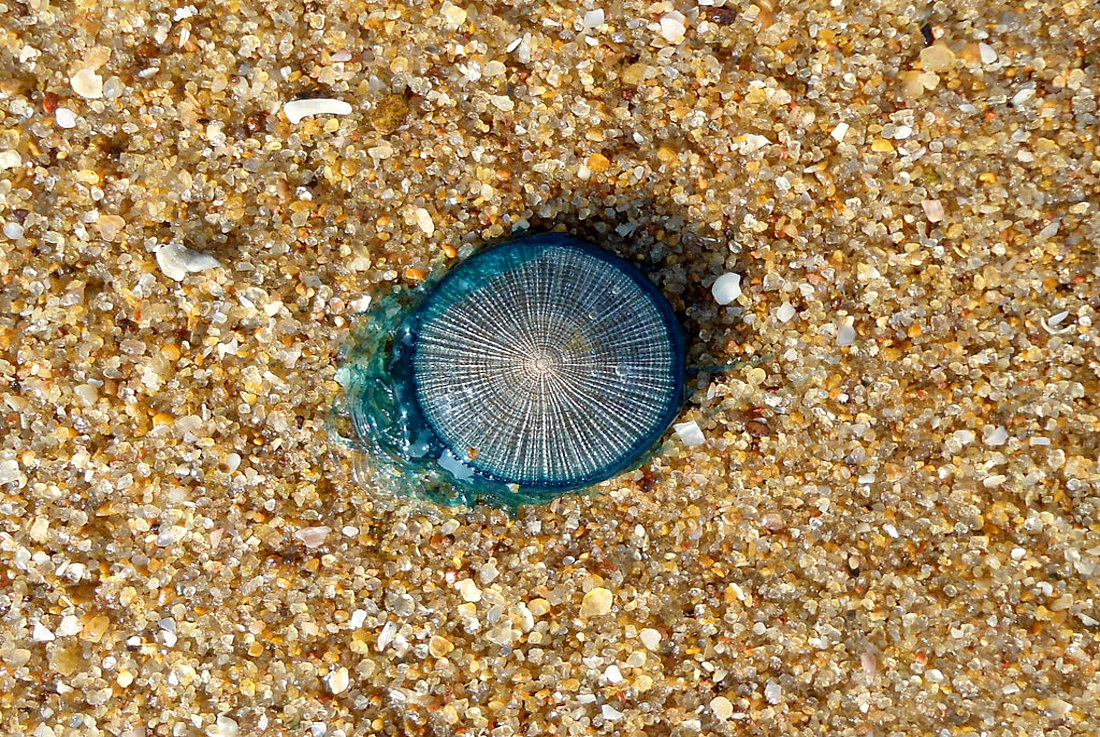 Blue button jellyfish found on St. Johns County beaches relatively rare