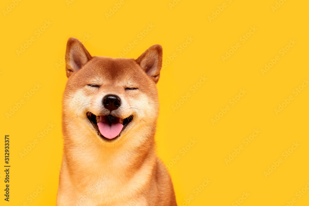Shiba Inu Goes Viral For His Love Of Smiling, Especially After Seeing Food (30 Pics) | Bored Panda