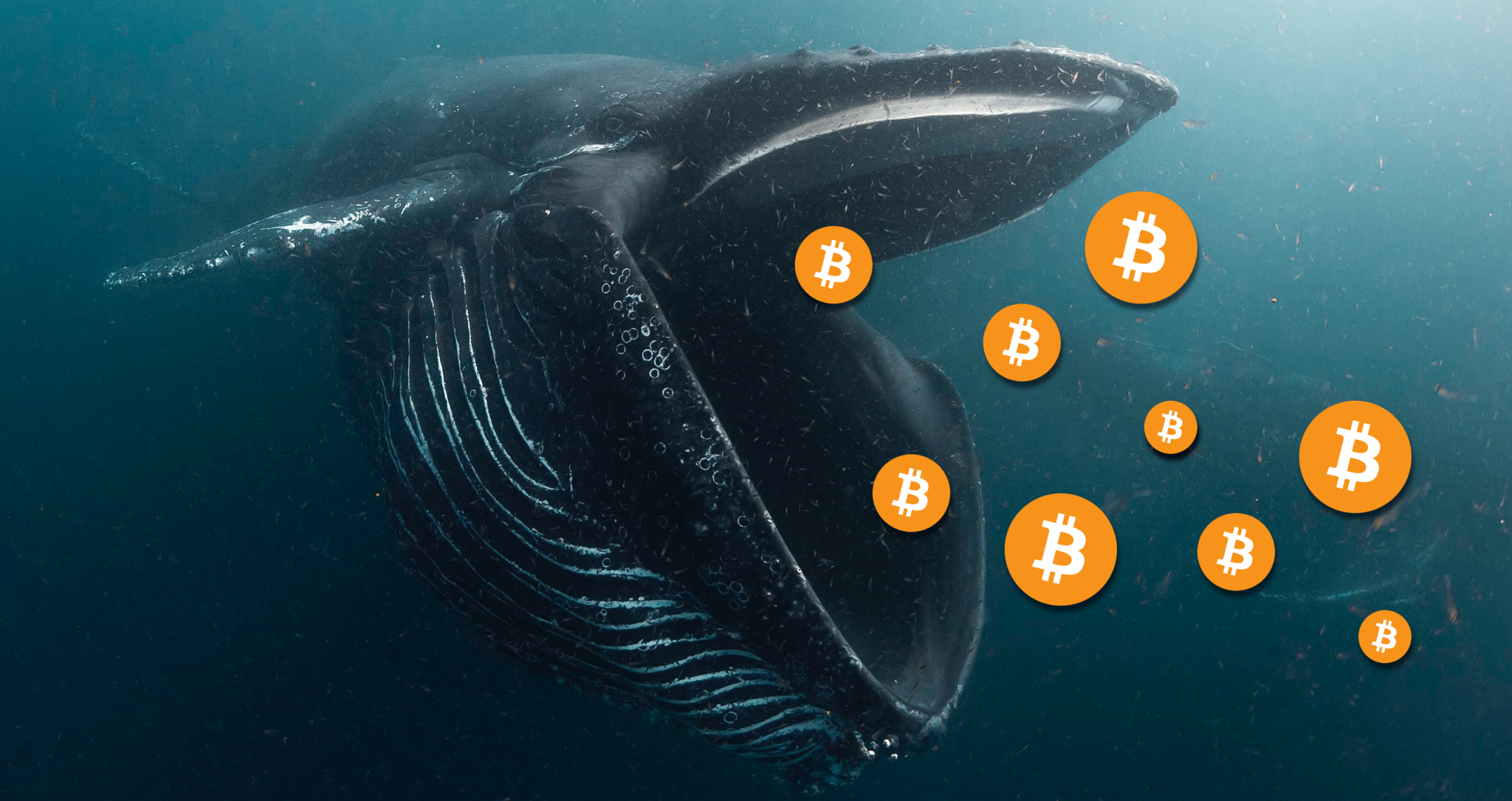 Crypto Whale Meaning | Ledger