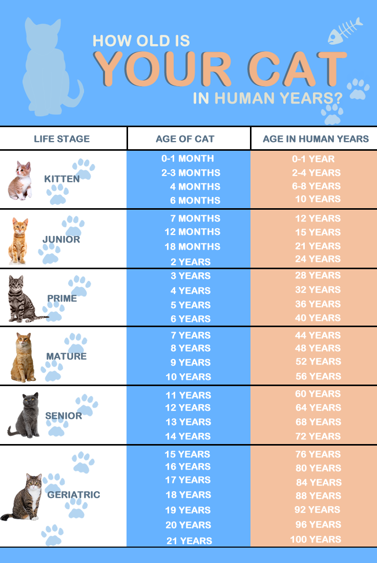 How old is your cat?