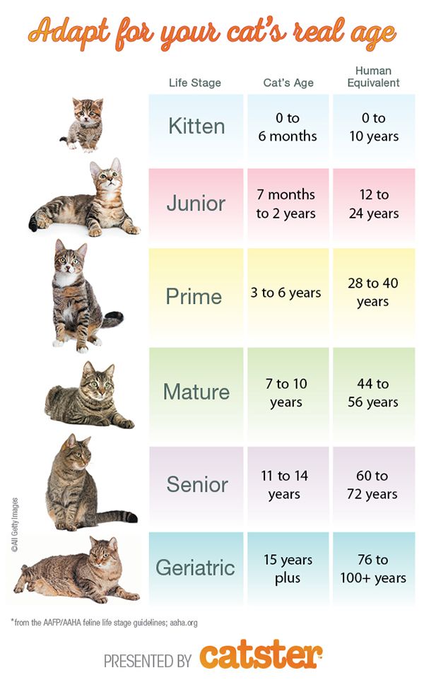 Cat Age Chart | Safe Haven Humane Society