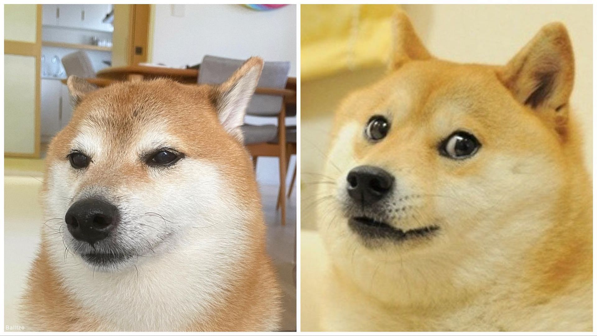 Doge Is Not Dead: Internet-Famous Dog Alive and Well After April Fools' Hoax