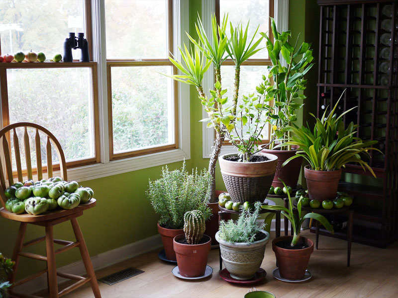 Top 10 Indoor Plants for Increasing Oxygen at Home ()