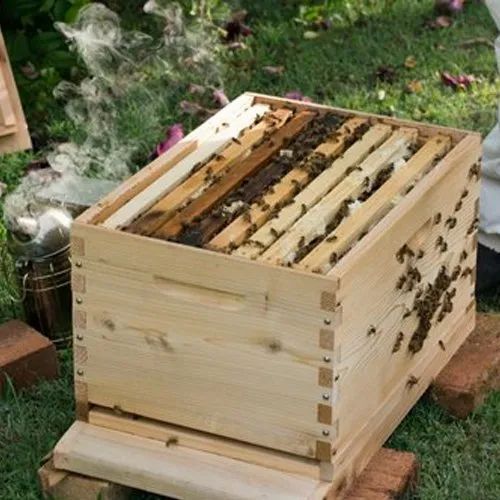 Wooden Beehive Box with Honey Bees at Rs /piece | बीहाइव बॉक्स in Ludhiana | ID: 