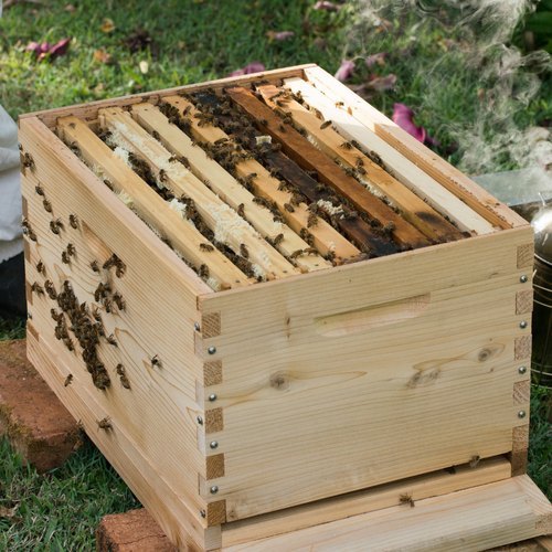 Buy Wholesale honey bee boxes for sale For Livestock Production - bitcoinhelp.fun