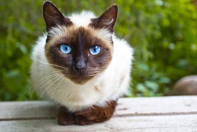 Kitten Buyers Guide :: The British Ragdoll Cat Club