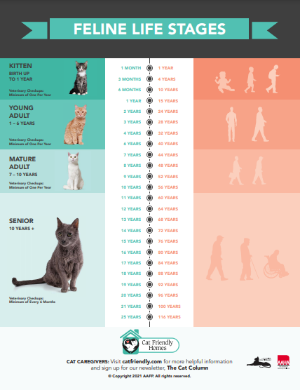 The Cat Age Chart. A Guide To Your Cat's Age in Human Years
