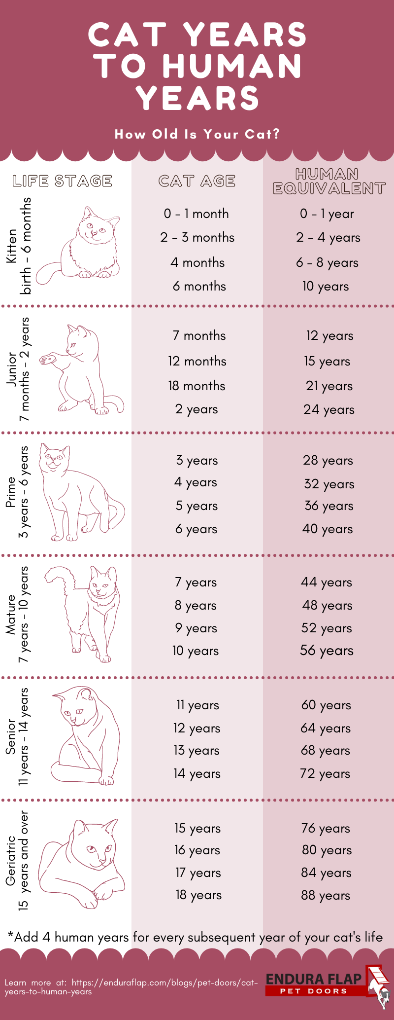 Cat Age Chart: Cat Years to Human Years | How Old Is My Cat? | The Old Farmer's Almanac
