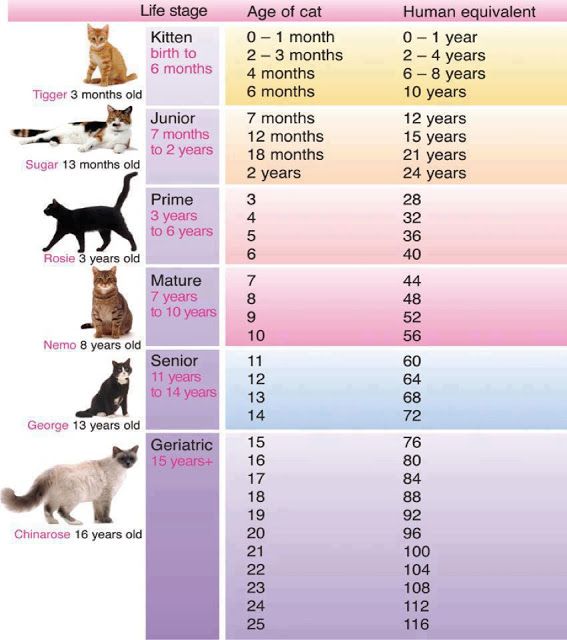 How to tell your cat’s age in human years | International Cat Care