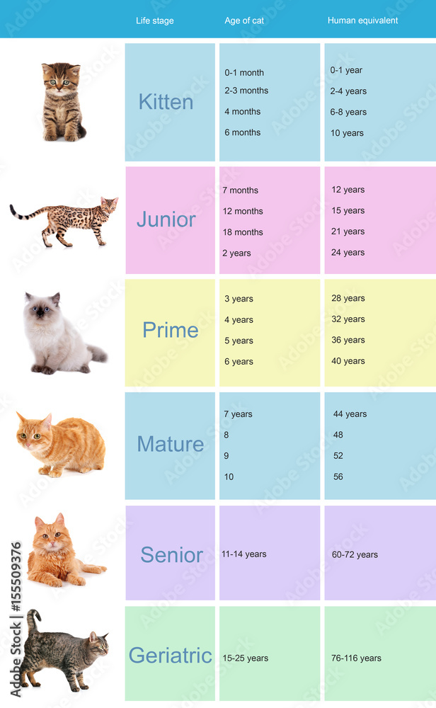Kitten ageing chart | Advice on kittens | Cats Protection