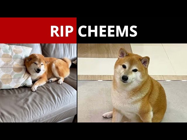 Viral meme dog Cheems Balltez passes away at the age of 12 - Times of India