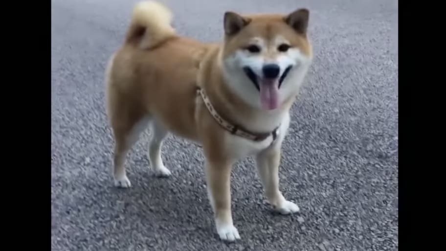 Shiba inu who inspired ‘doge’ meme is seriously ill with leukemia | CNN Business