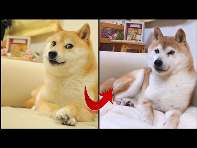Shiba Inu Meme - What Is A Doge Exactly? - My First Shiba Inu