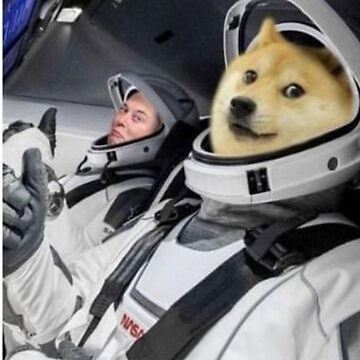 Why Elon Musk changed Twitter blue bird logo to ‘Doge’ meme - Hindustan Times