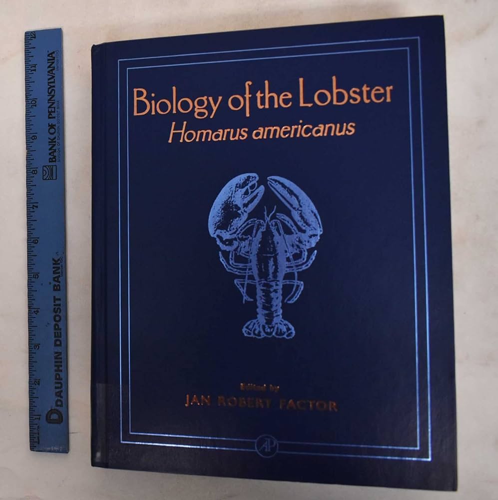 Squat lobster - Wikipedia