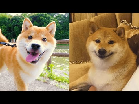 Viral Shiba Inu TikTok Pet Compilation by Eevee Bork Video