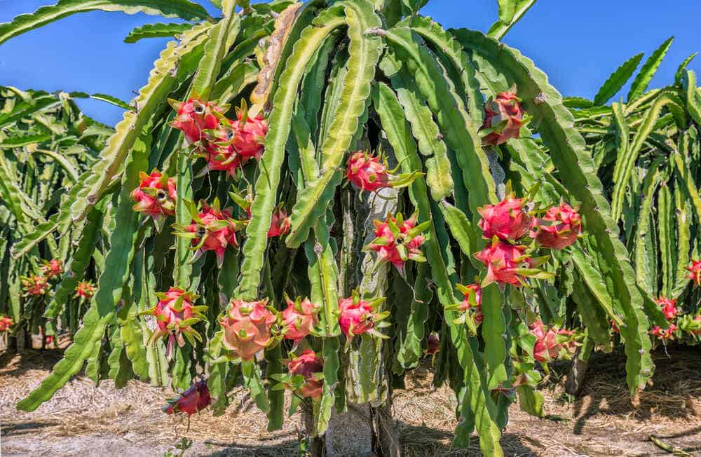 Dragon fruit, pitahaya