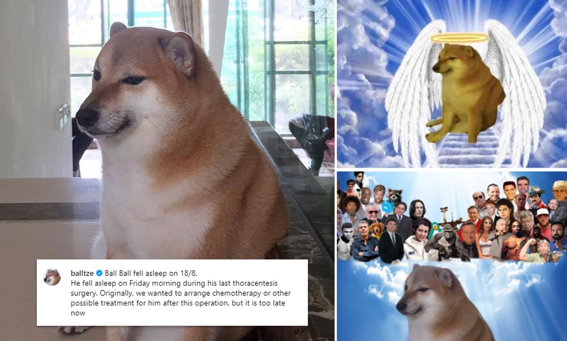 Cheems Balltze, the viral 'doge meme' dog, dies after battling cancer