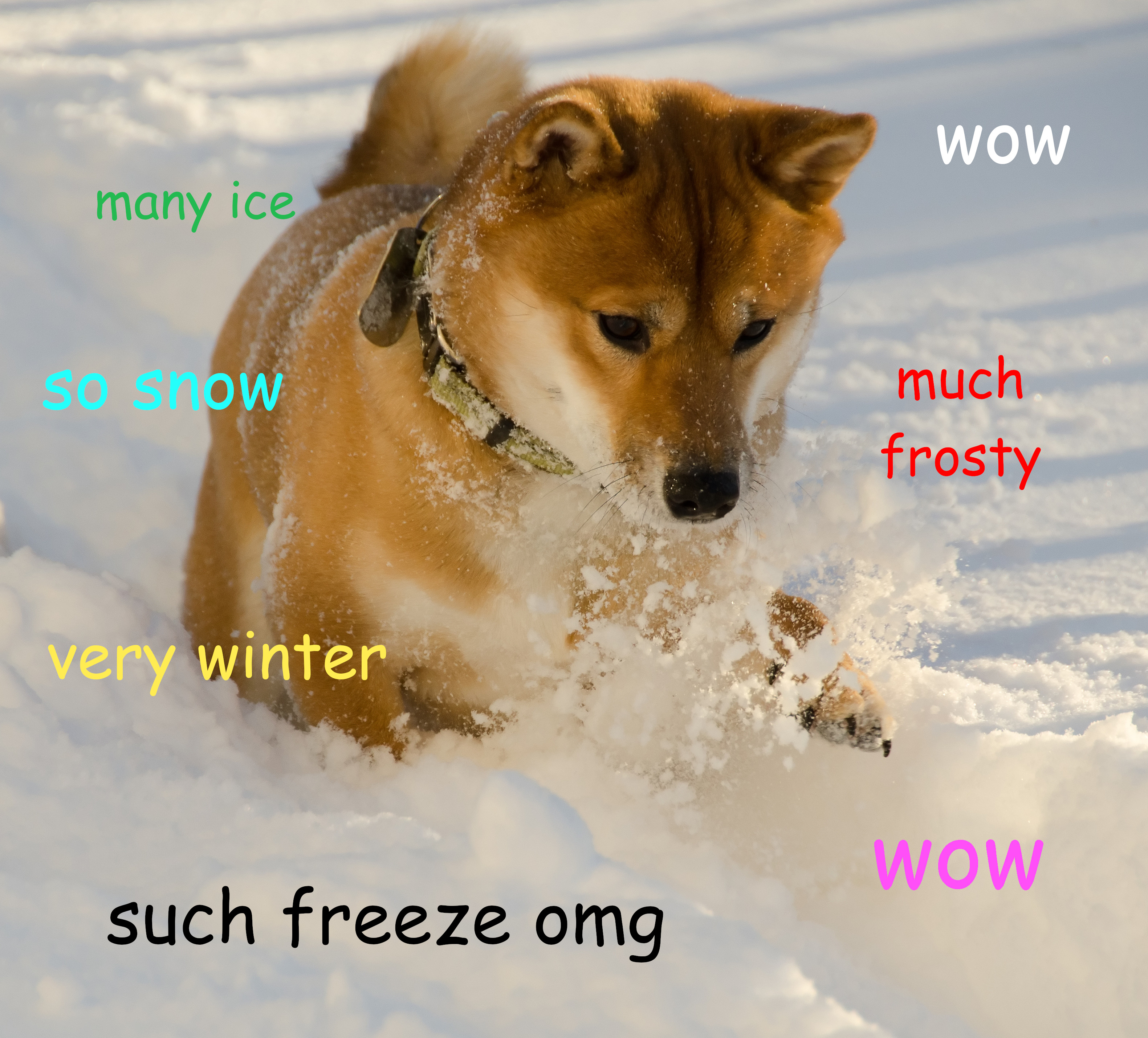 Shiba Inu Who Became Viral 'Cheems' Doge Meme Died After Cancer Battle