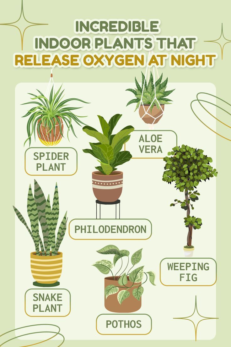 Do plants give off oxygen at night?
