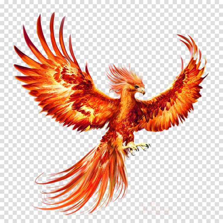 Home - Phoenix Real Token