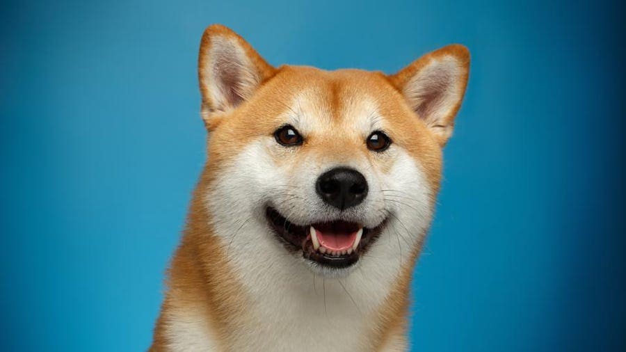 WallStreetBets Fever Hits Dogecoin, Price Soars %